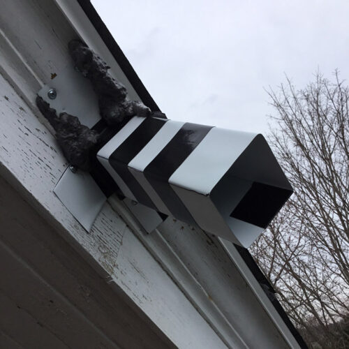 Squirrel Removal